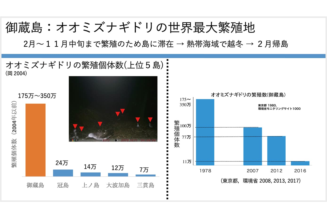 オオミズナギドリ繁殖数