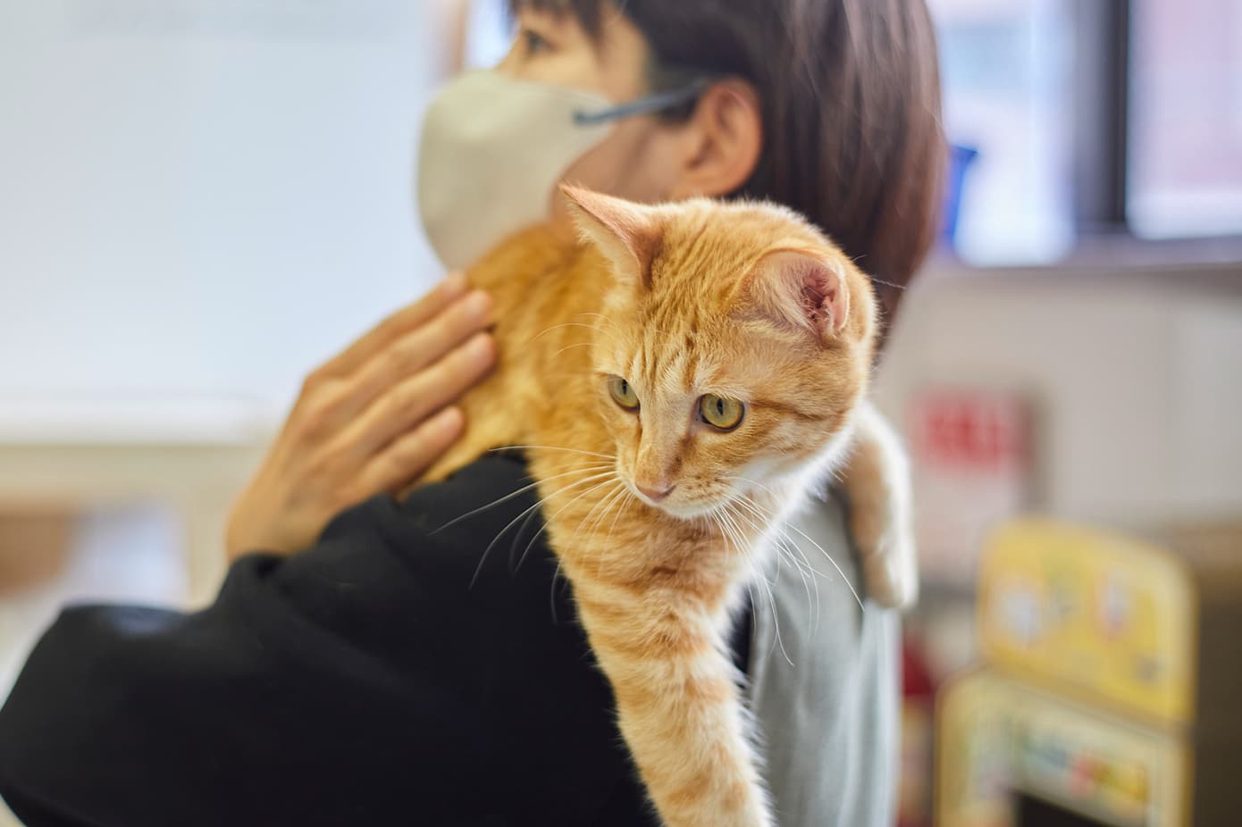 なついているネコちゃん