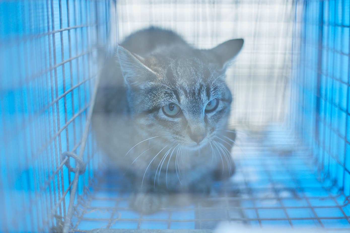 ネコの捕獲1
