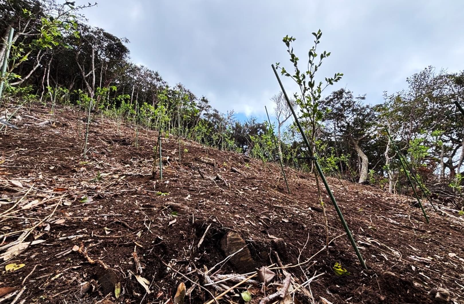 新たに植樹されたツゲの木