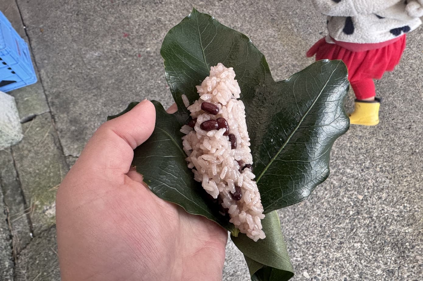 カクレミノ 赤飯