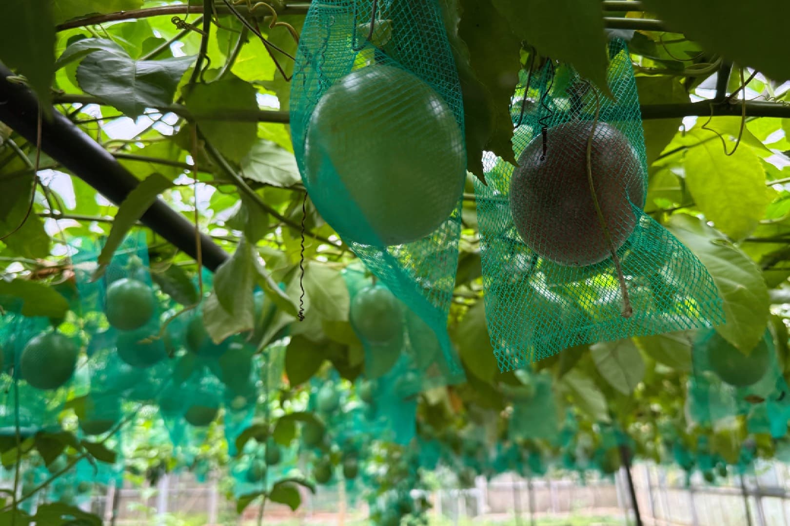 パッションフルーツ