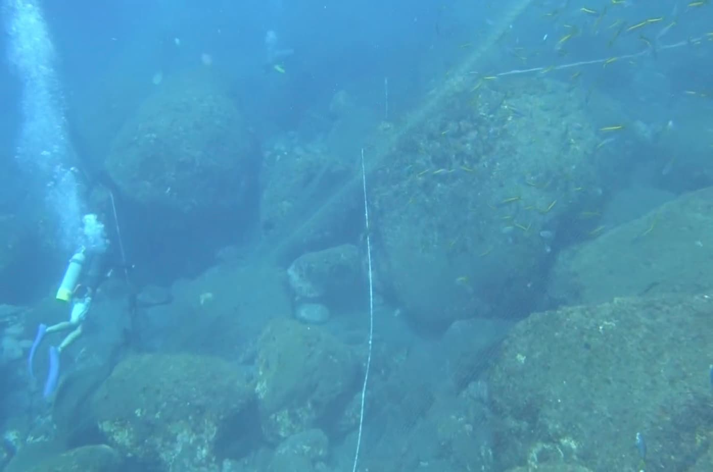 ダイバーとタカベ網