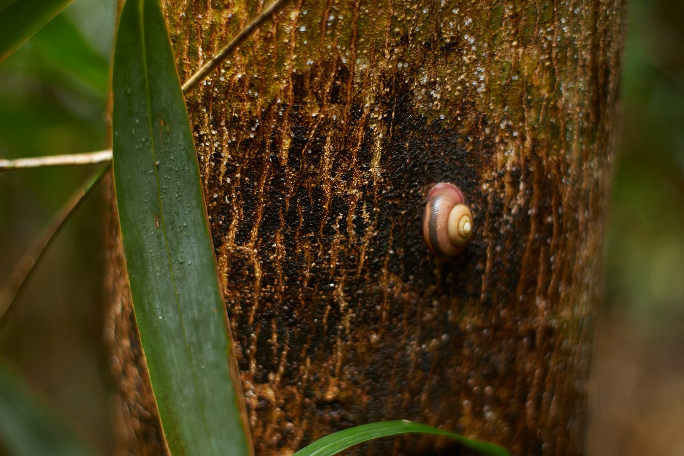 御蔵島の生き物