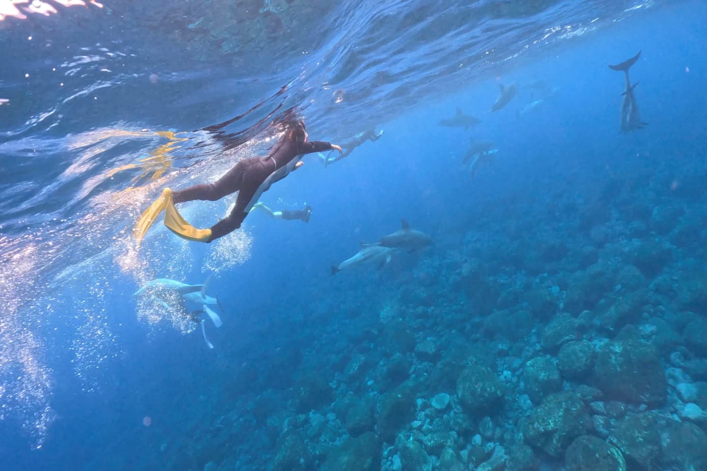 ドルフィンスイム(イルカ)