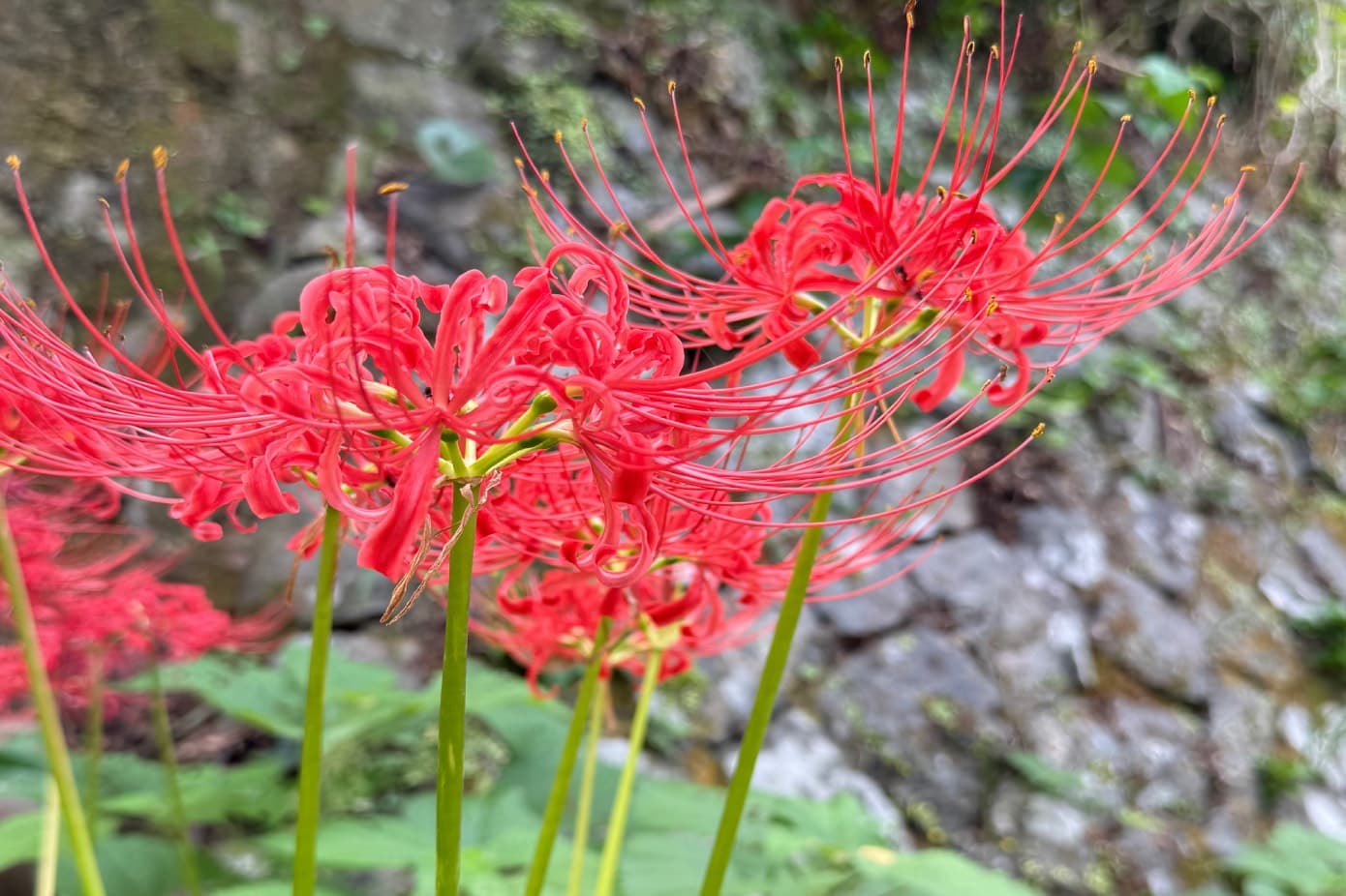 彼岸花