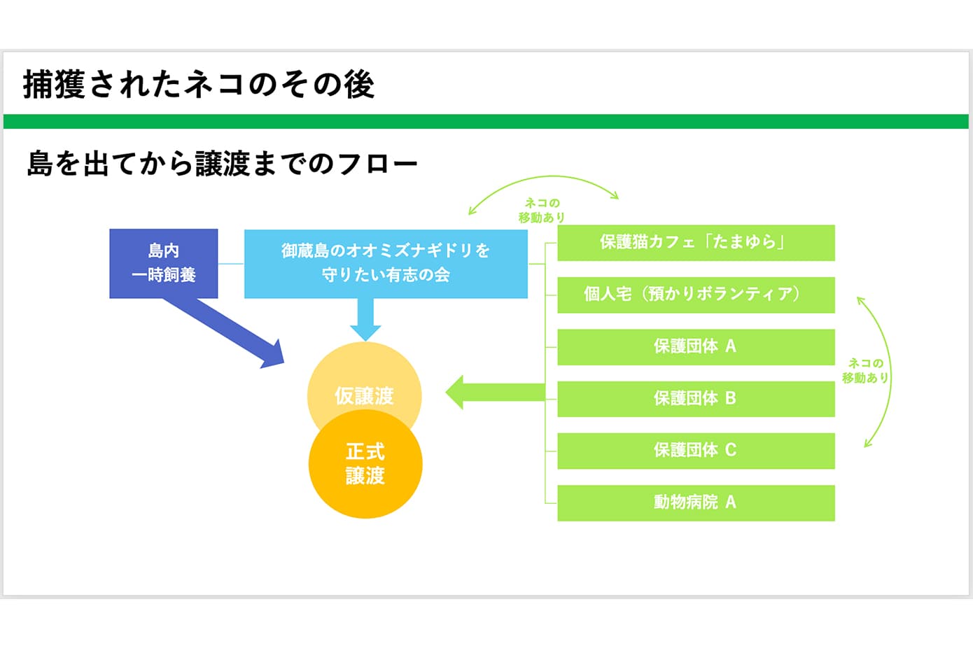 保護ネコの譲渡先