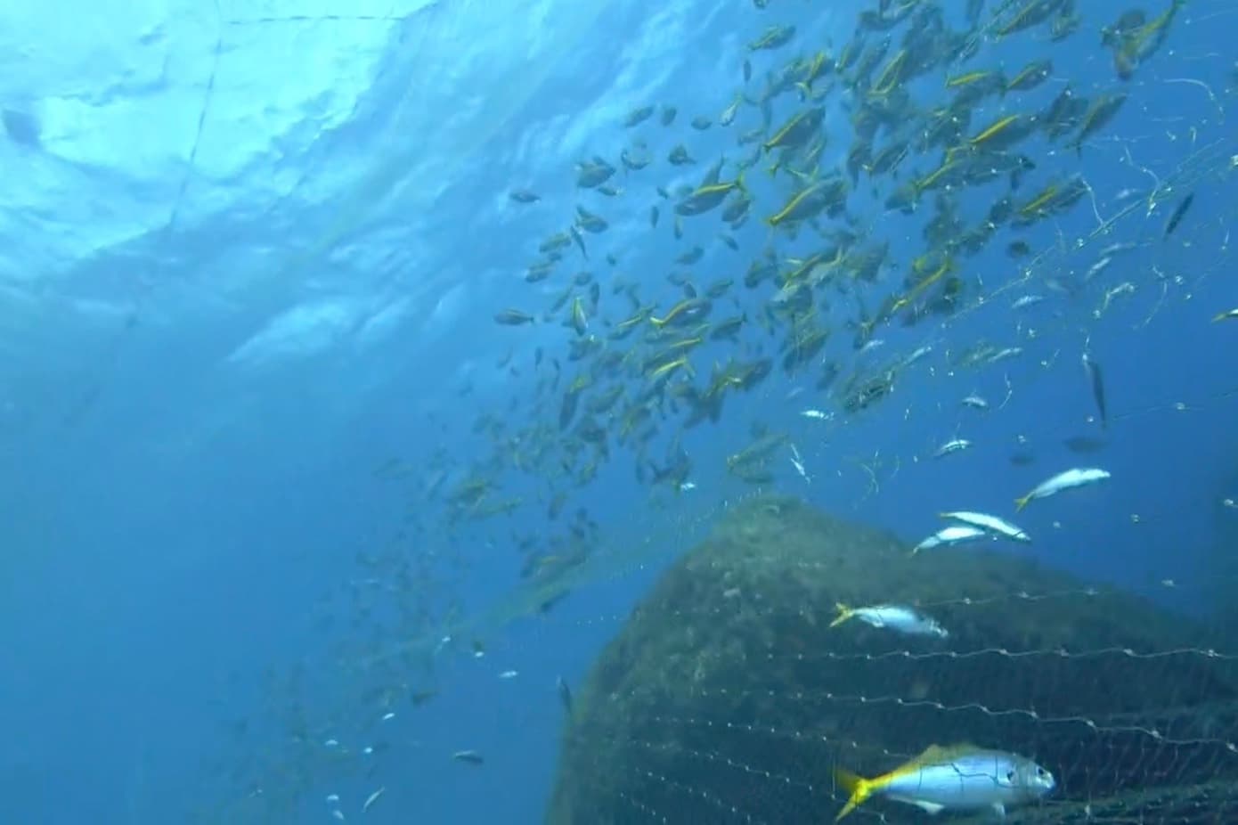 網にかかったタカベ