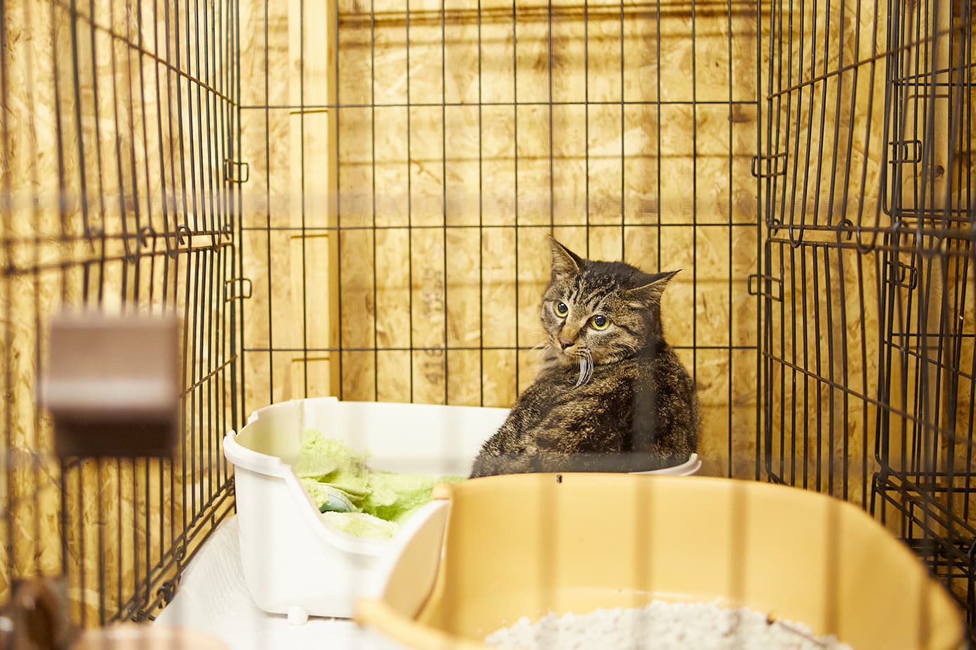 保護されたネコ