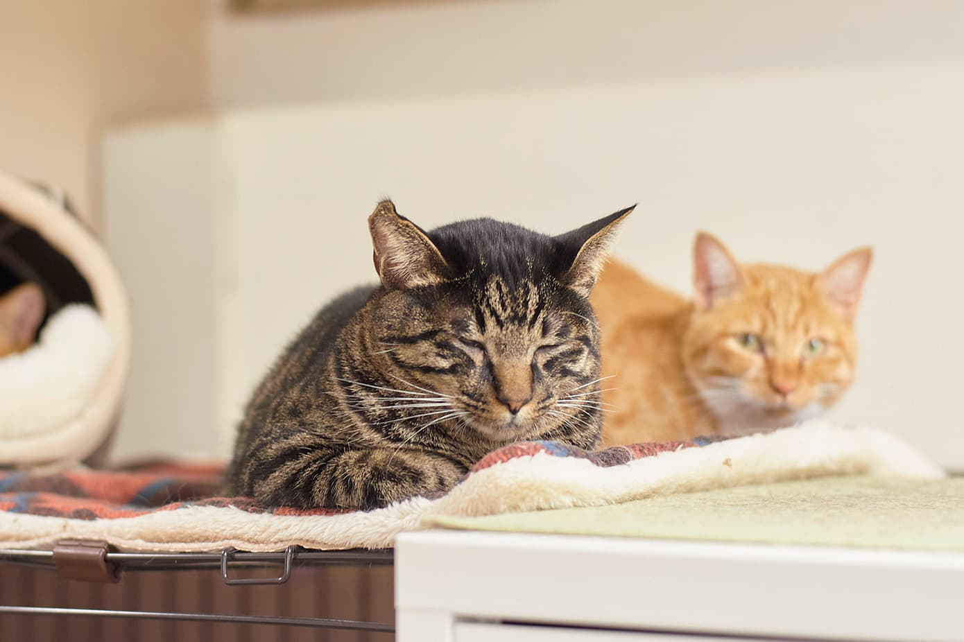 ウトウトするネコ